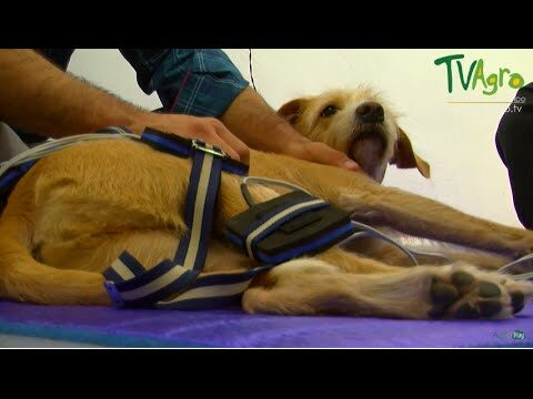 Cl&iacute;nicas Veterinarias Disponibles en Sella